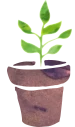 Cserepes növények